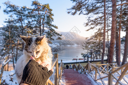 闪亮的猫人类触摸着土耳其博卢戈尔库克公园冰冻的阿邦特湖风景背景