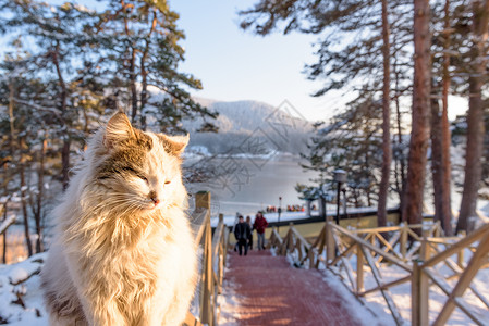 闪亮的猫土耳其博卢戈尔库克公园冰冻的阿邦特湖风景与土耳其博卢戈尔库克公园冰冻的阿邦特湖一起站在木栅栏上背景
