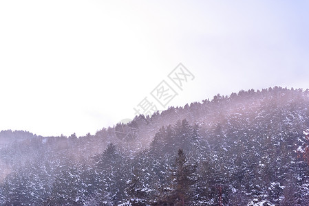 树枝上下雪大天然树冬季天上下雪Coppy空间树枝上下大雪图片