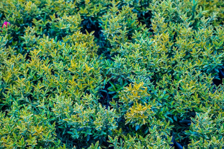 绿色和金的顶端景Euonymusfaltiyellow和在塑料罐中出售的euonymusfalti的绿色叶子财富的顶端景色图片