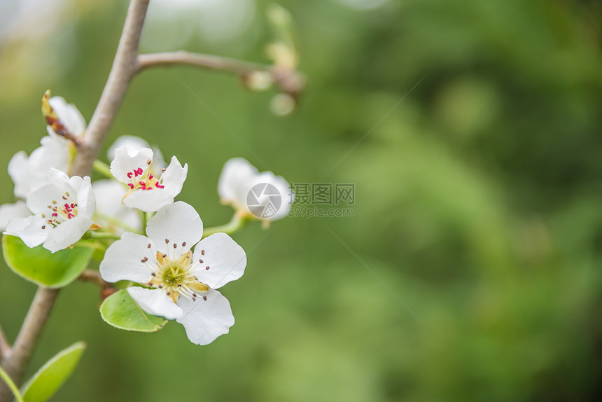 在天然绿色背景上可以看到一种正在开花的木瓜长圆形的Cydonia的白色花朵木瓜的白色花朵图片