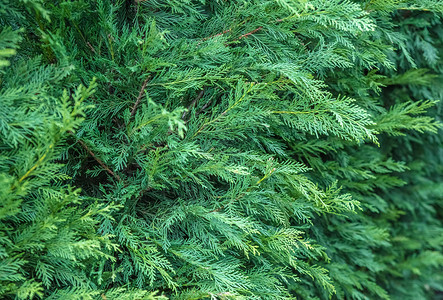 雪松柏树黄柏是柏树科的一种常绿针叶树种许多绿色树篱的树叶子背景