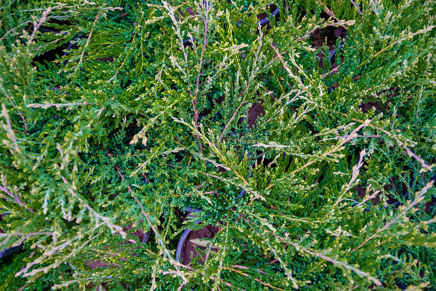 黄柏是柏树科的一种常绿针叶树种许多绿色树篱的树叶子图片