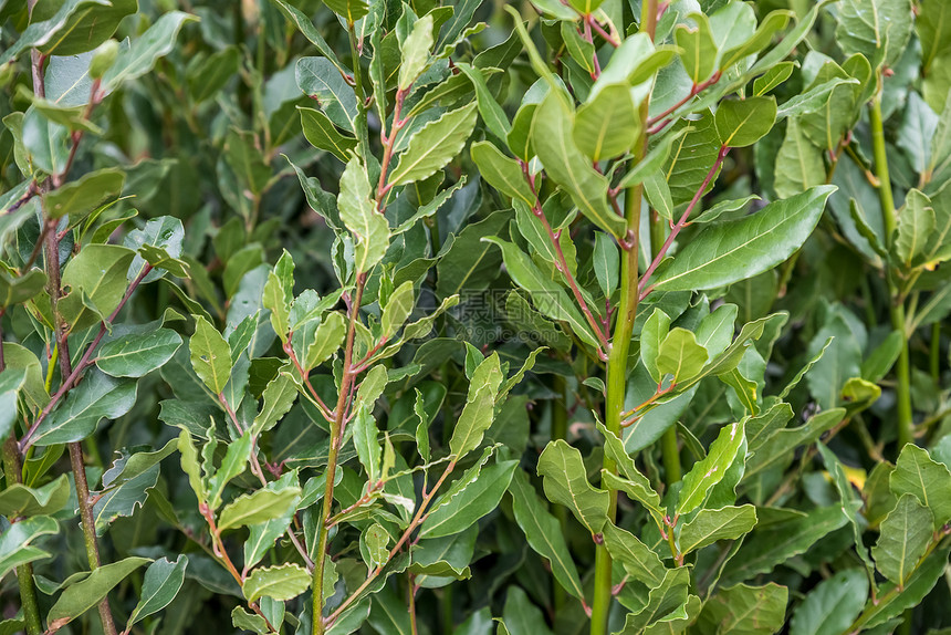 绿鲜月桂月桂有叶的枝月桂科植物特写绿鲜月桂图片