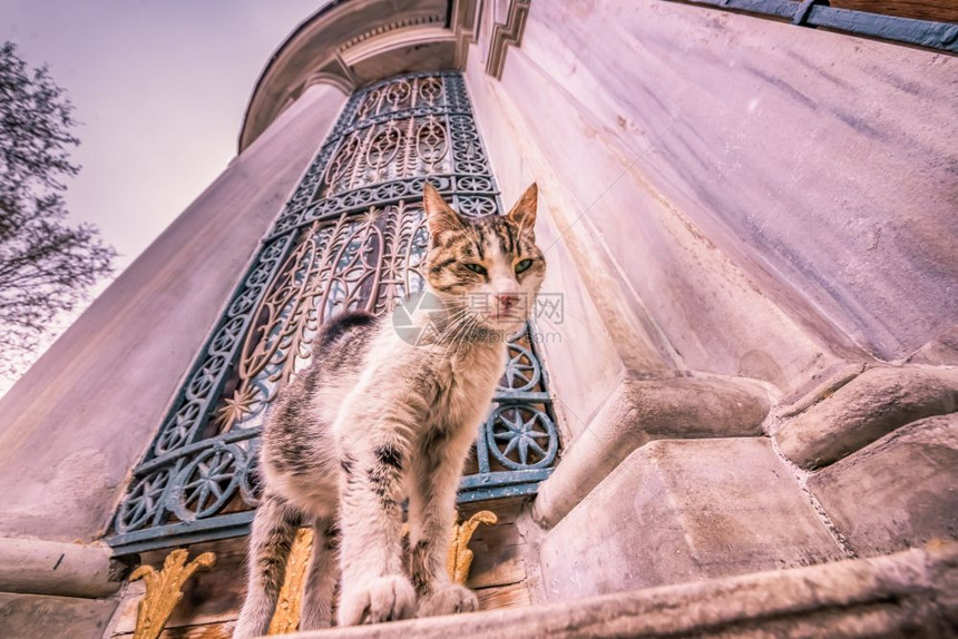 2017年4月日在土耳其伊斯坦布尔大理石墙的角落触摸伊斯坦布尔无家可归的猫图片