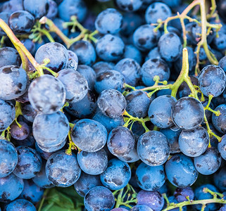 最近收获的葡萄最新采摘的地底黑蓝成熟的葡萄近期收获的销售图片