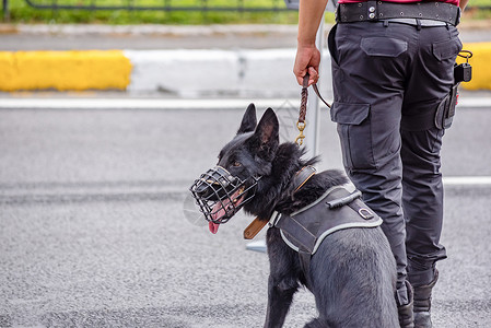 一名土耳其警官在路边将黑色安全狗抓在路上图片