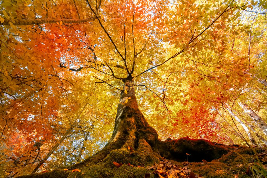 秋天树顶部的底视图树上有橙色和红叶清晨在多彩林地的景象自然概念背景图片