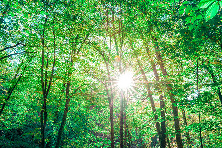 阳光照耀着自然和照耀着森林中的树木美丽的景色象图片