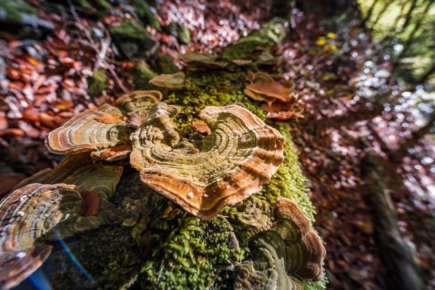野生艺术家的ConkGanodermaapplanatum生长在森林中一棵枯树上图片