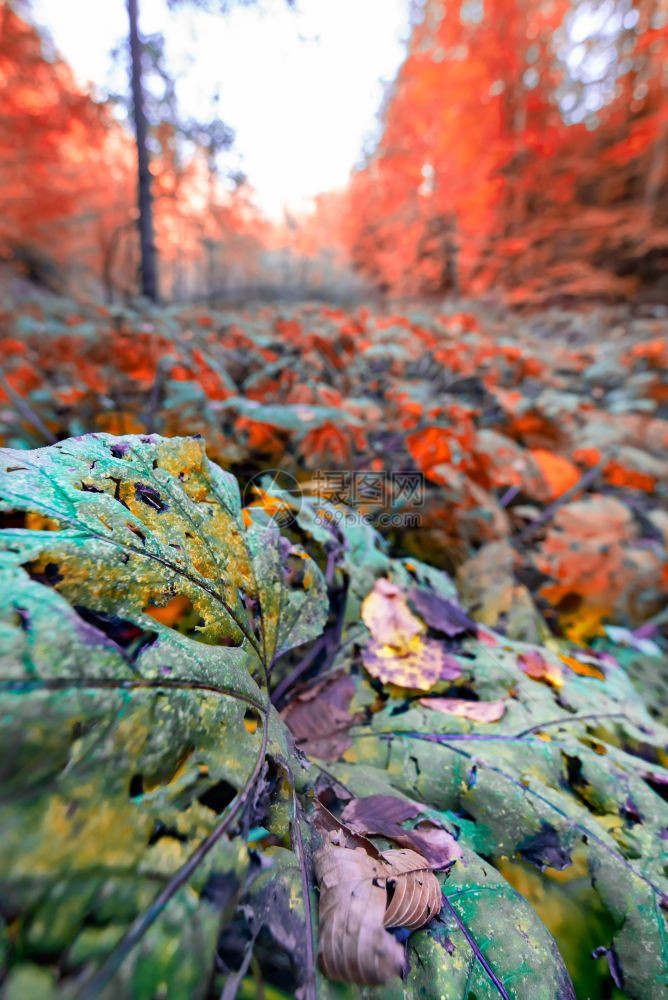 查看秋季的牧场和红树叶清晨多彩林地的场景自然概念背景图片