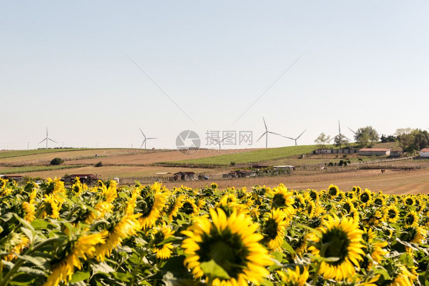 土耳其伊斯坦布尔背景蓝天上的黄向日葵盛开大片田地背景的风力涡轮机土耳其伊斯坦布尔的黄向日葵盛开大片田地图片