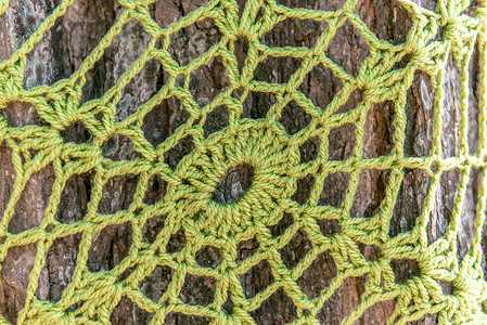 树上绿色编织蜘蛛网图片