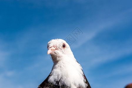 黑白鸽子鸟头在清蓝天空中拍摄黑白鸽子鸟头在清蓝天空中拍摄图片