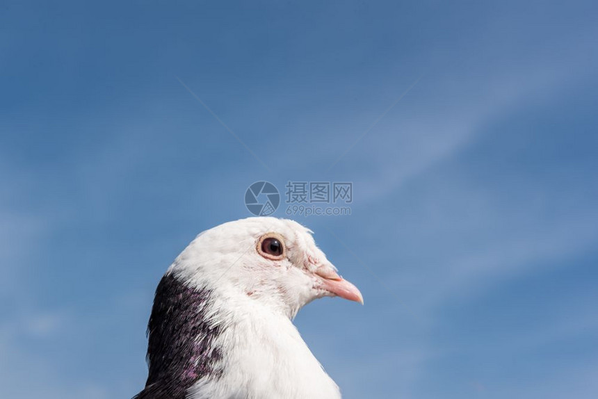 黑白鸽子鸟头在清蓝天空中拍摄黑白鸽子鸟头在清蓝天空中拍摄图片