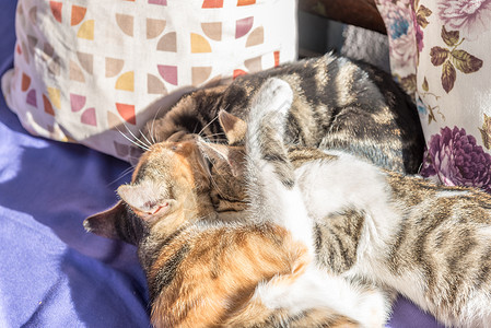猫妈和在沙发上一起玩猫妈抱一只小背景