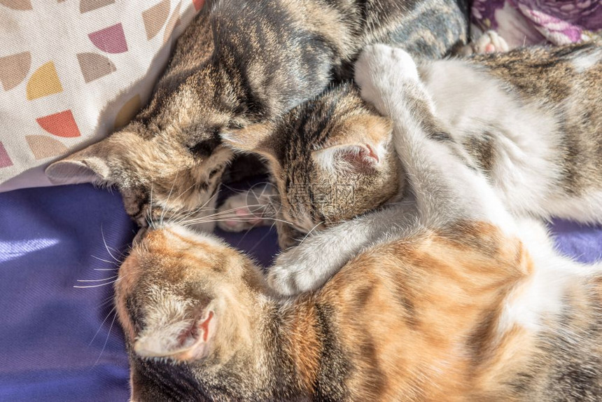 猫妈和在沙发上一起玩猫妈抱一只小图片
