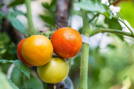 番茄树大有机成熟的红绿和黄醋番茄水果挂在树枝上面挂着花园中的水滴大有机成熟的红绿和黄番茄背景