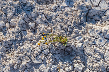 地球黄色光效带植物在盐湖为生命而挣扎的干裂土与复制空间概念图像与植物为生命而挣扎的干裂土与植物为生命而挣扎的干裂土背景