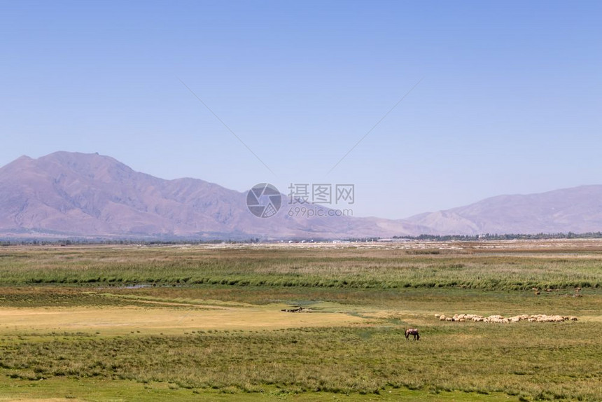 牧羊群在大草原上放牧其背景是高山图片