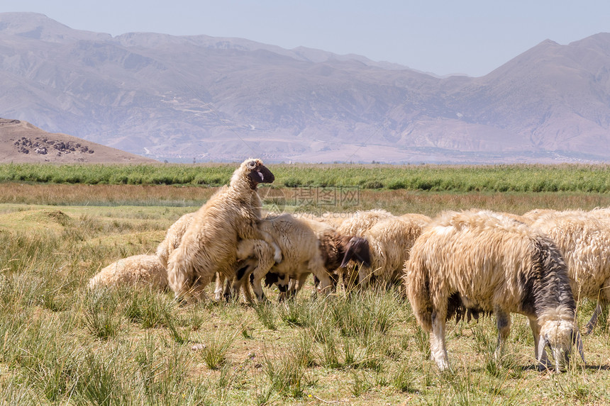 牧羊群在大草原上放牧其背景是高山图片