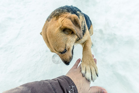雪天是一条与男人触手的家养狗图片