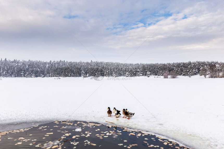 鸭子在冬冷冻湖附近松林在一片云的枯燥日鸭子在冬冷湖附近松林则在冬冷冻湖附近图片