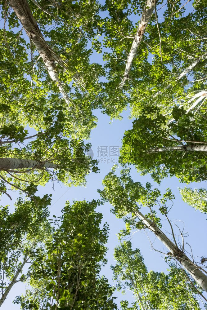 许多古老高的圆柱树其背景是蓝天许多古老高的圆柱树其背景是蓝天图片