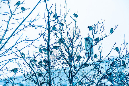 许多麻雀鸟在寒冷的冬天树枝上麻雀鸟在树枝上图片