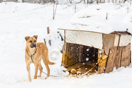 狗厕所一只棕色狗在冬天的雪一只棕色的狗在冬天雪一只棕色的狗在雪天的在雪地一天背景