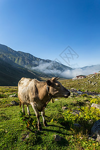 艾斯特劳姆棕牛在山地牧场上棕牛在夏天山地牧场上牛在山地村庄新鲜绿草上牛在夏天山地牧场上背景