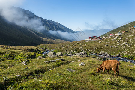 坎卡夫利棕牛在山地牧场上棕牛在夏天山地牧场上牛在山地村庄新鲜绿草上牛在夏天山地牧场上背景