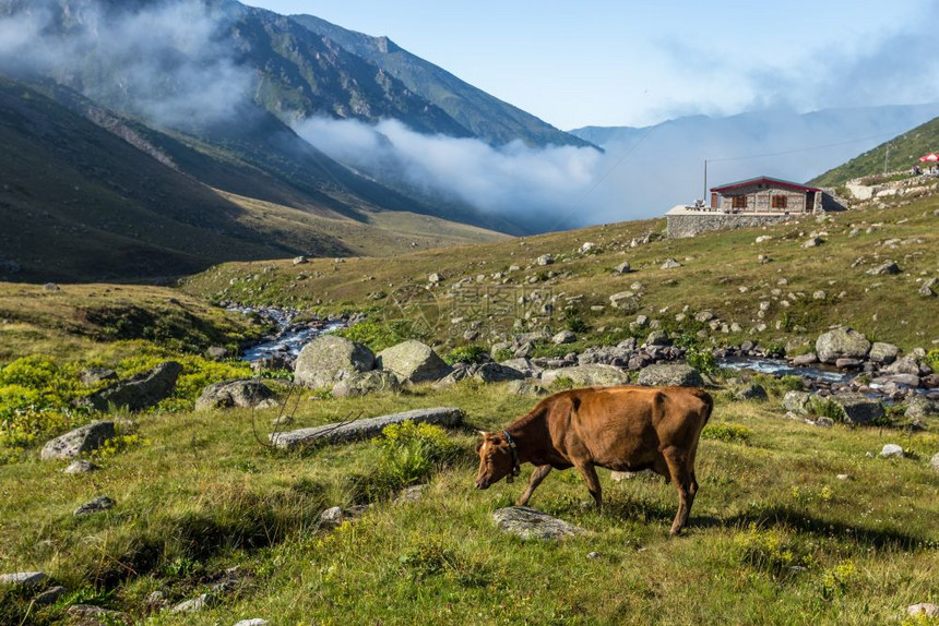 棕牛在山地牧场上棕牛在夏天山地牧场上牛在山地村庄新鲜绿草上牛在夏天山地牧场上图片