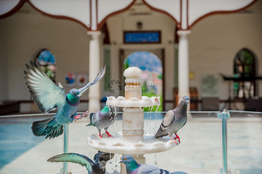 2018年5月日许多鸽子在炎热的夏日2018年5月日从清真寺院子里的古喷泉喝水许多鸽子从古喷泉喝水许多鸽子从古喷泉喝水图片