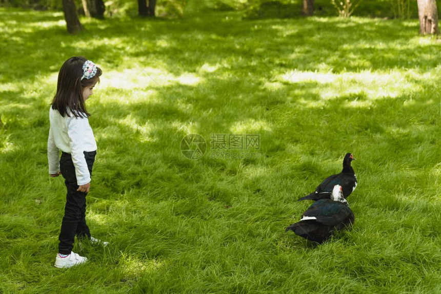 可爱的四岁小女孩在绿色花园里看鸭子图片