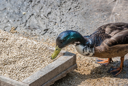 鸭子在木制容器中吃人工饲料背景图片