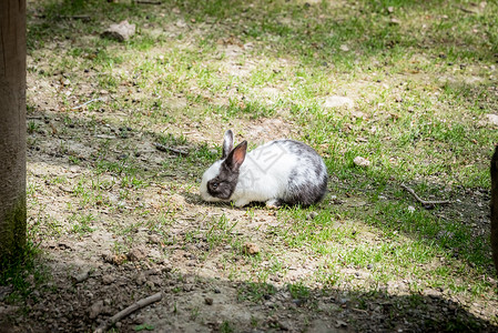 在阳光明媚的白天色和黑小毛兔子的肖像站在土壤上图片