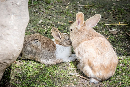 在阳光明媚的白天橙色成年人和小毛兔子在土壤上亲吻对方的肖像图片