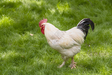 大白公鸡在绿草地上的肖像美丽白色黑公鸡在户外觅食图片