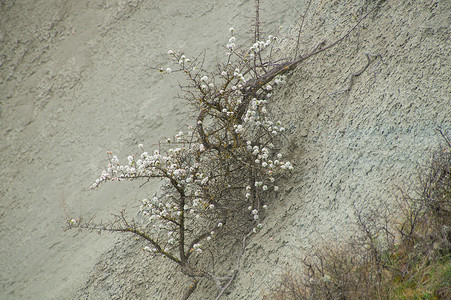 峡谷河流森林土地图片