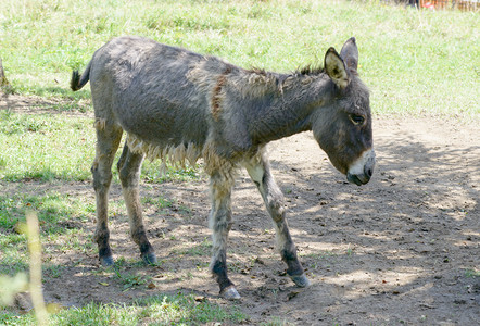 一只小驴在绿色草原上图片