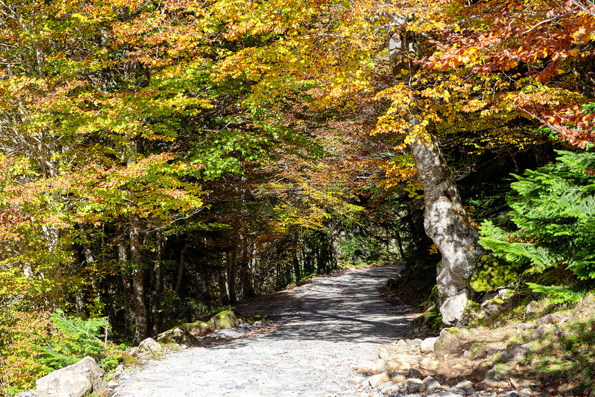 秋天森林的一条路径图片