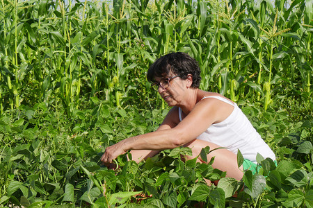 一个女人在花园里采绿豆图片