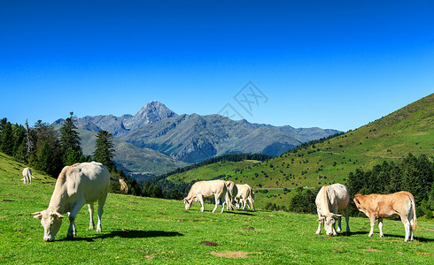 在比利时牧场的牛群图片