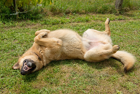 草地里的德国牧羊犬图片