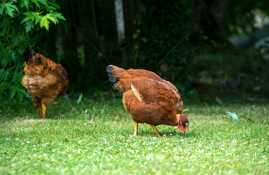 两只鸡在绿草坪上踩两只鸡图片