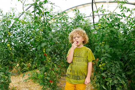 一个金发小男孩在花园里采番茄图片