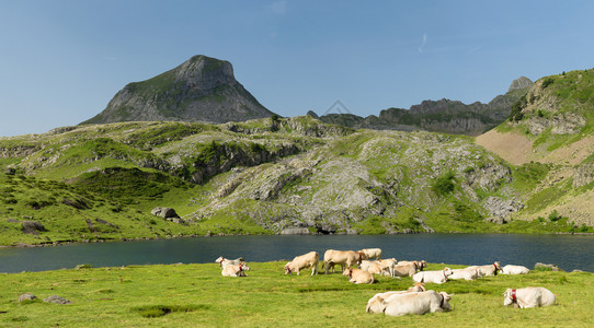 在高山的草原上有牛群图片