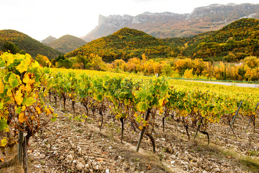法国的葡萄园秋天德罗美白葡萄酒图片