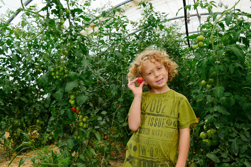 一个金发小男孩在花园里采番茄图片